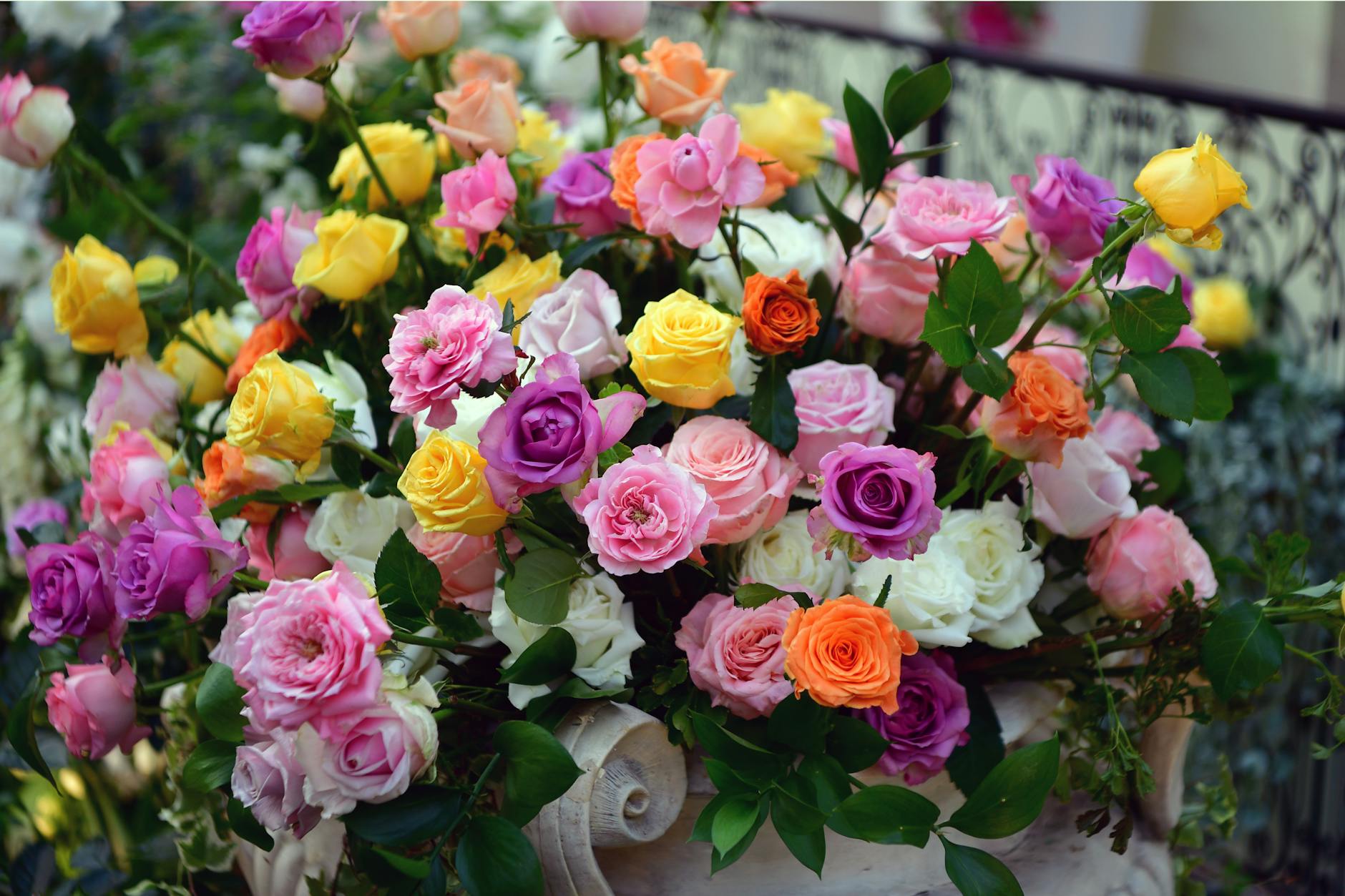 Rose Festival 2025 : dates, lieu, horaires et organisation pratique du week-end — fleurs colorées festival des roses