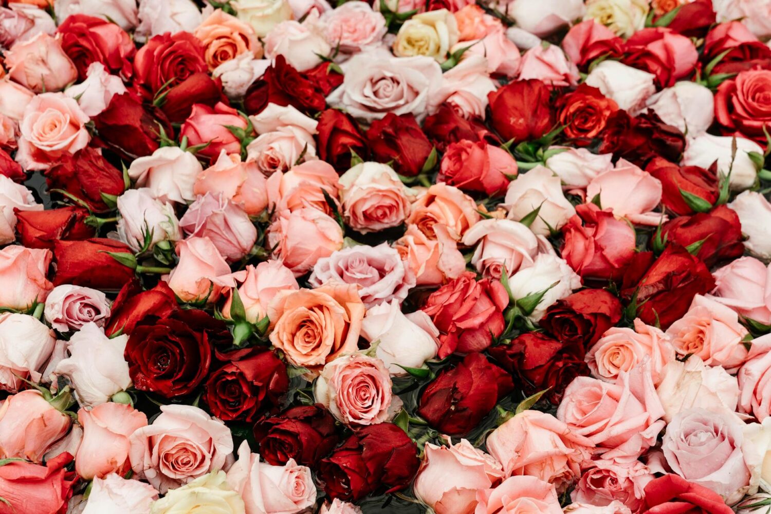 Rose Festival 2025 : dates, programmation et toutes les infos billetterie